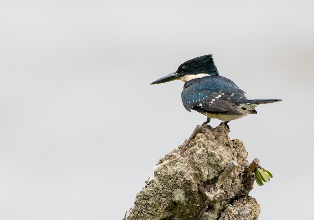 Green Kingfisher - ML644464148