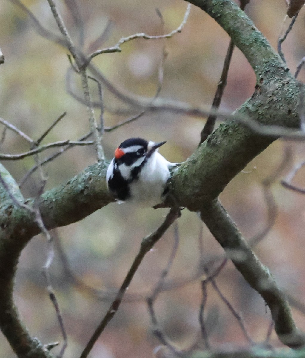 Downy Woodpecker - ML644464153