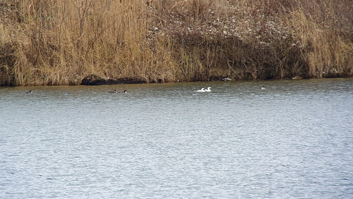 מרגון גמדי - ML644464161