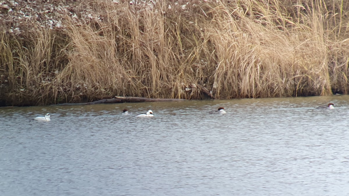 מרגון גמדי - ML644464162