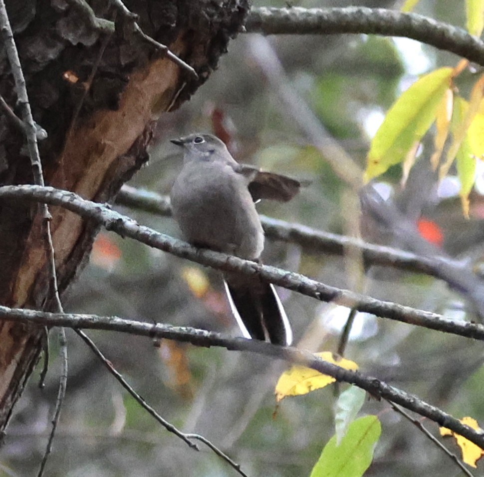 Townsend's Solitaire - ML644464163