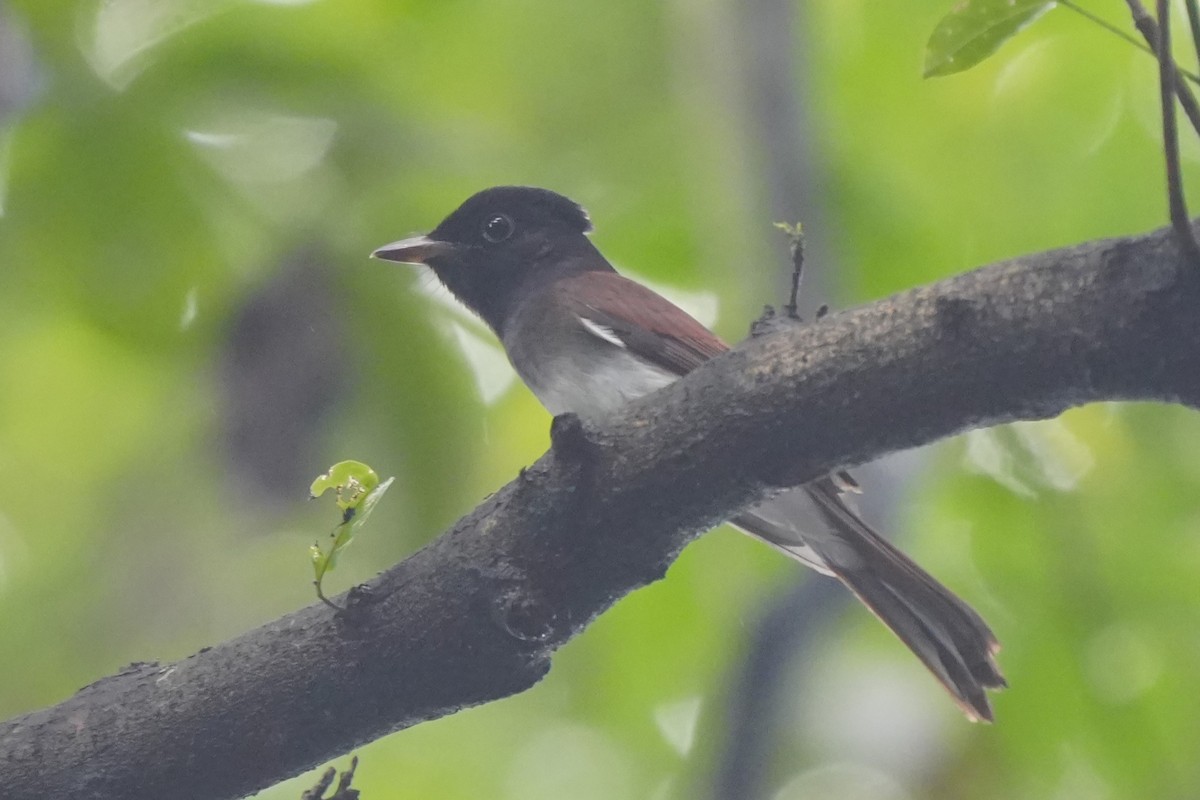 紫綬帶 - ML644464165