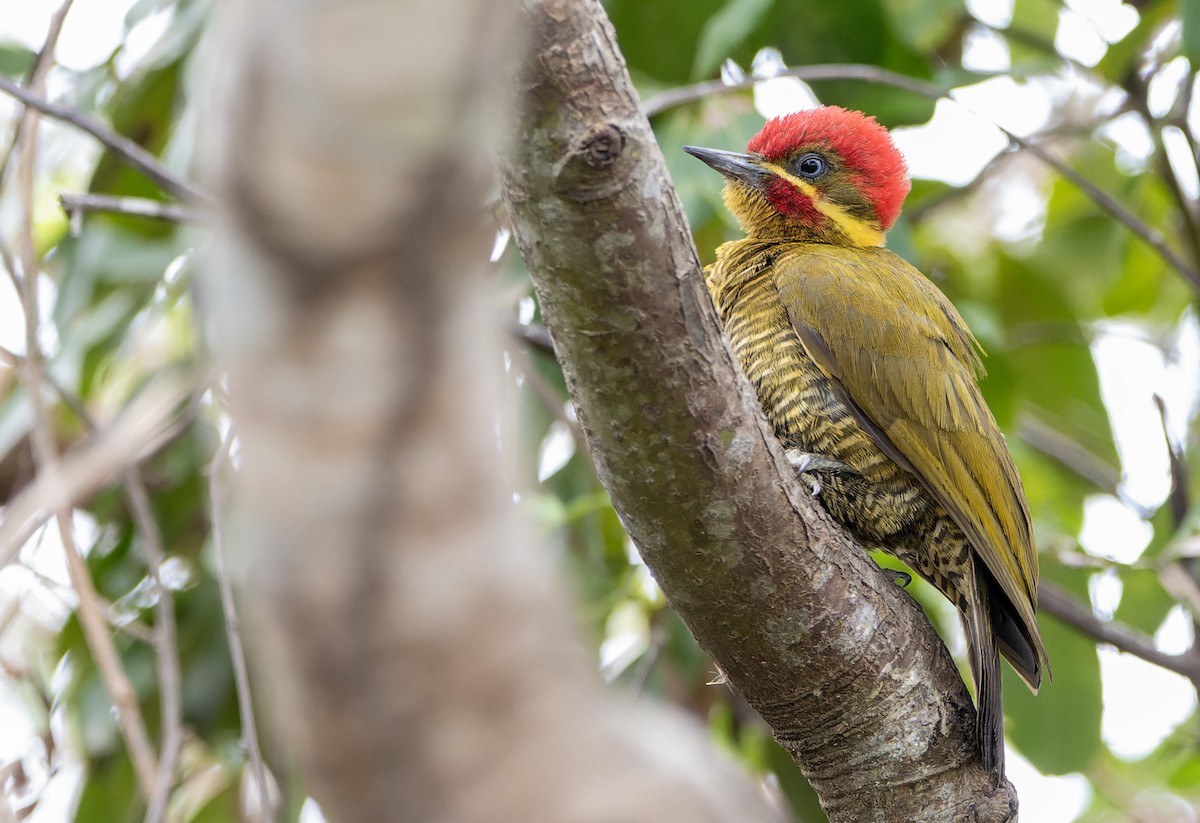 モリゲラ - ML644464167