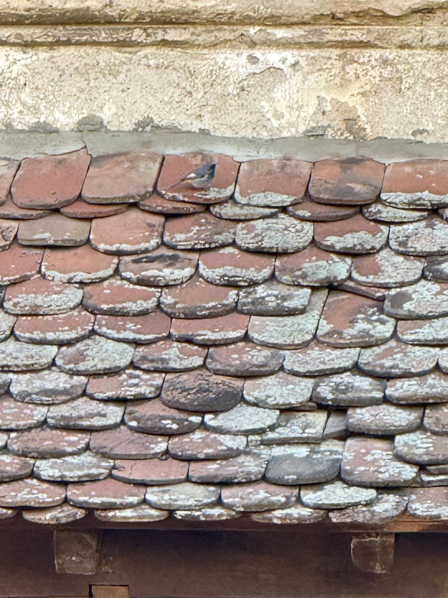 Black Redstart - ML644464171