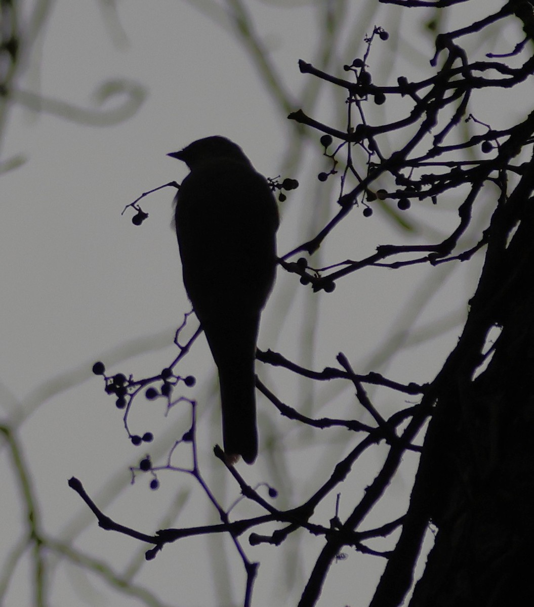 Townsend's Solitaire - ML644464174