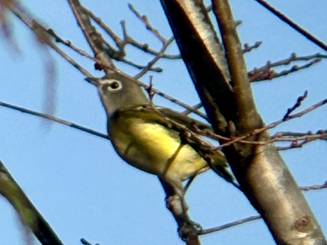 Blue-headed Vireo - ML644464178