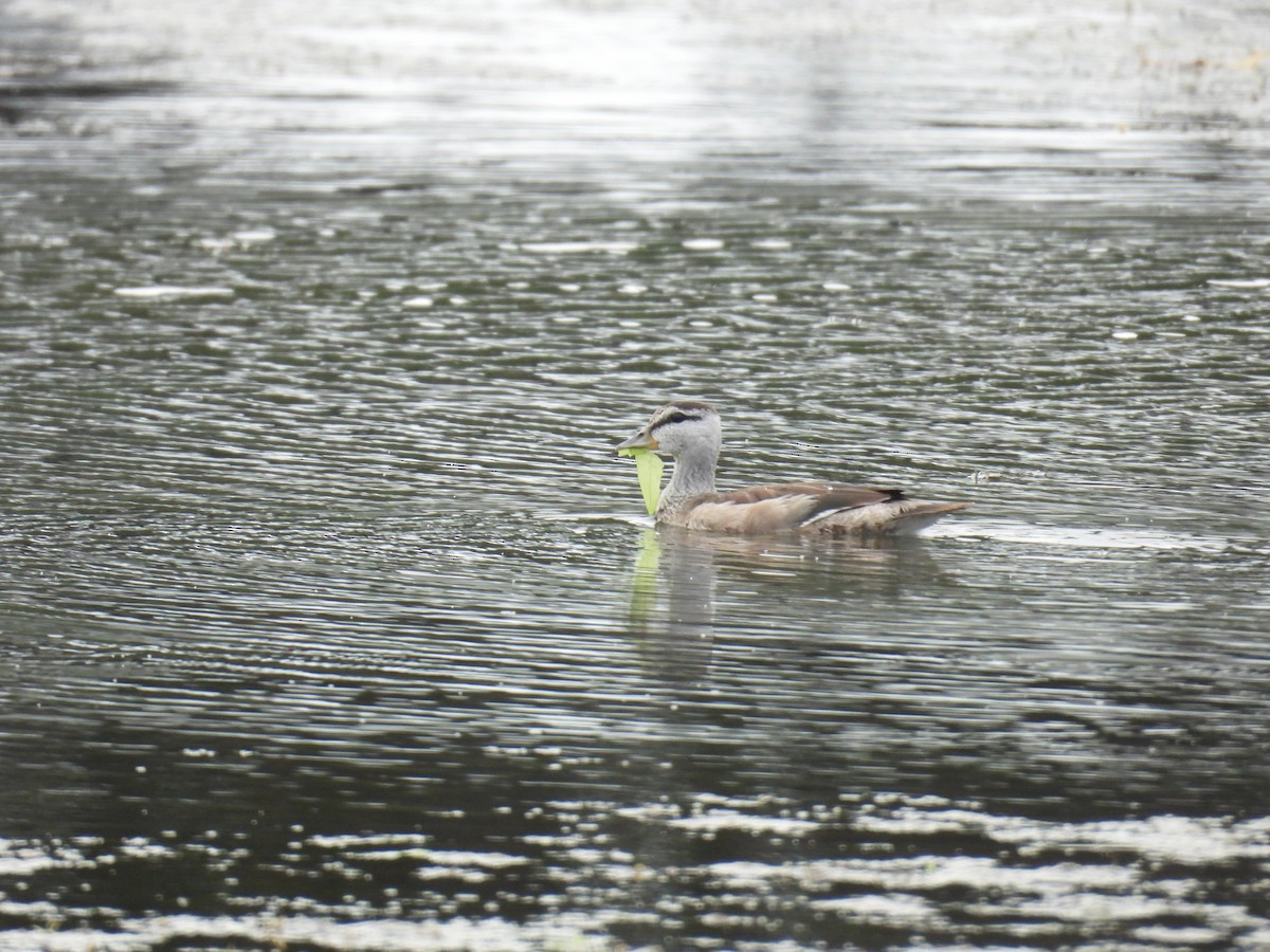 Cotton Pygmy-Goose - ML644464183