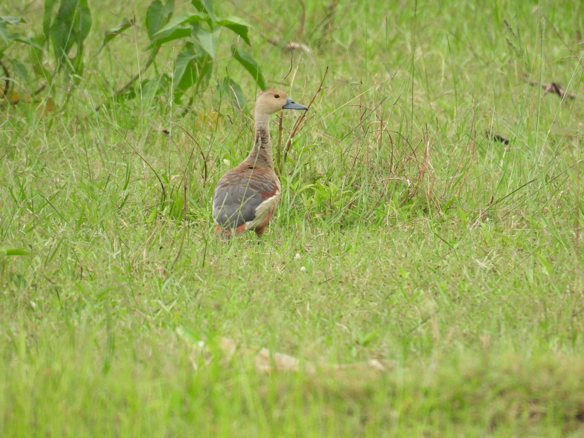 Модны анхир - ML644464184