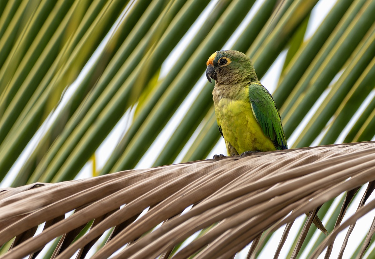 Peach-fronted Parakeet - ML644464187
