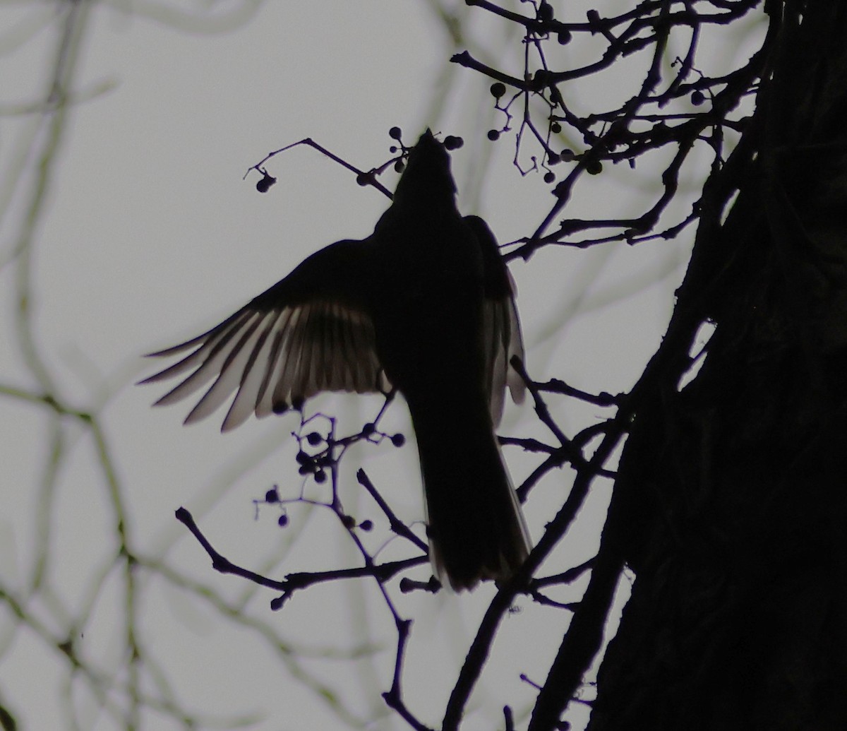 Townsend's Solitaire - ML644464189