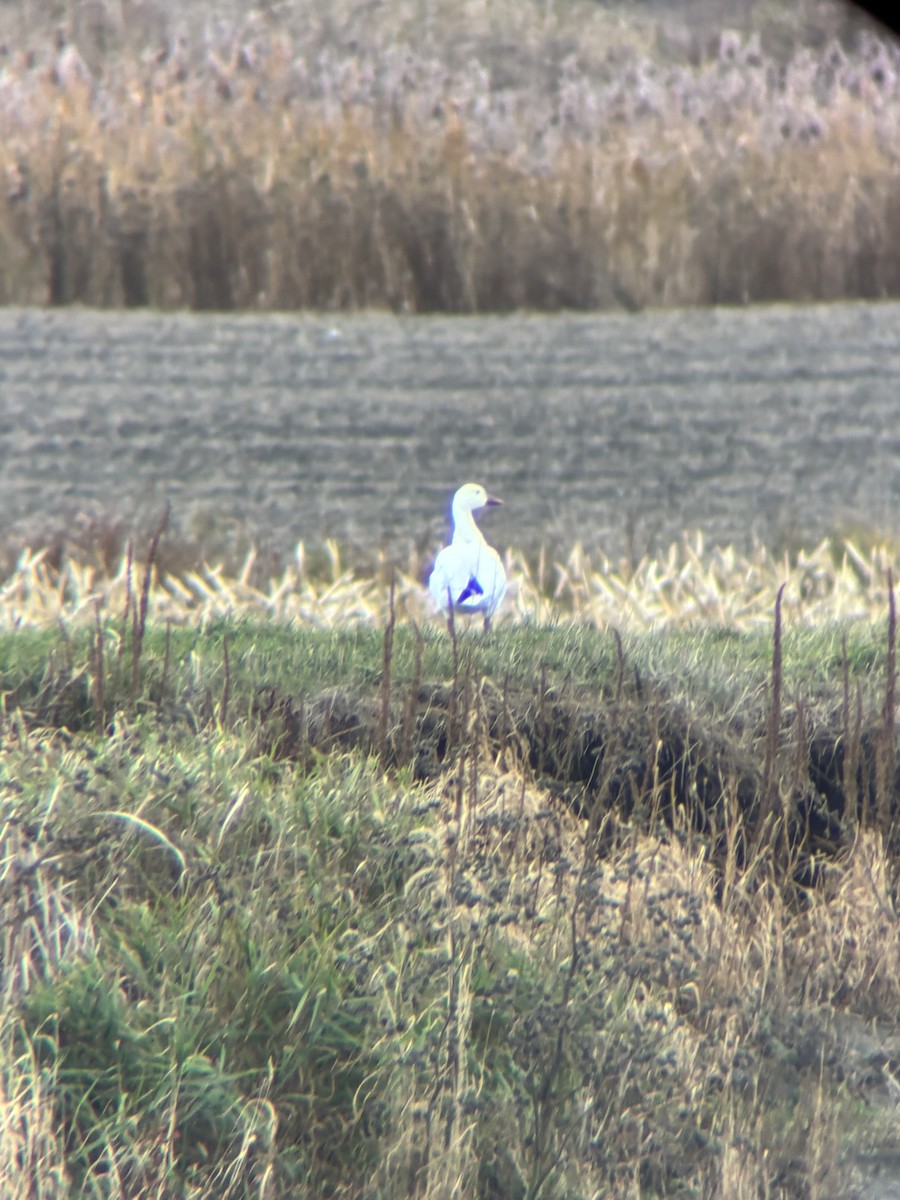 ハクガン - ML644464191