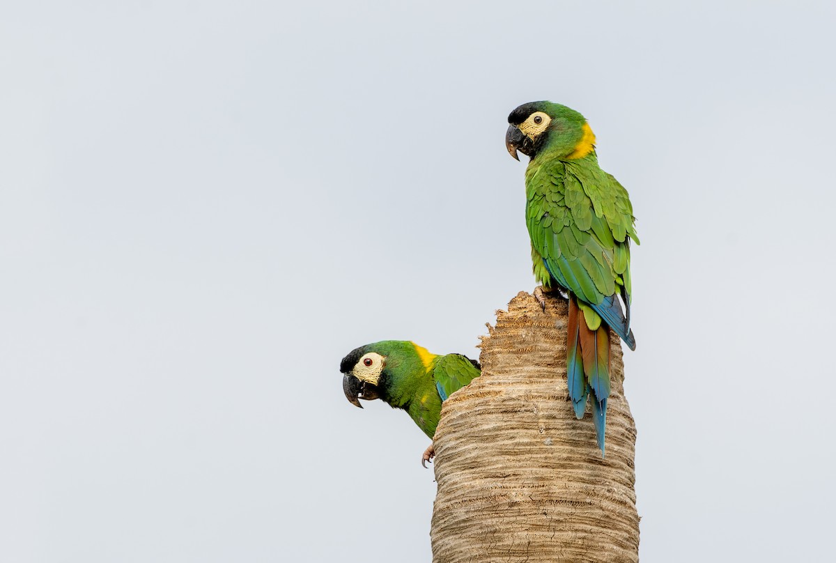 Yellow-collared Macaw - ML644464193