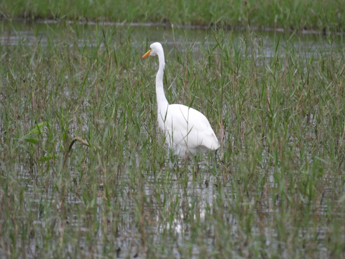 Бэсрэг дэглий - ML644464194