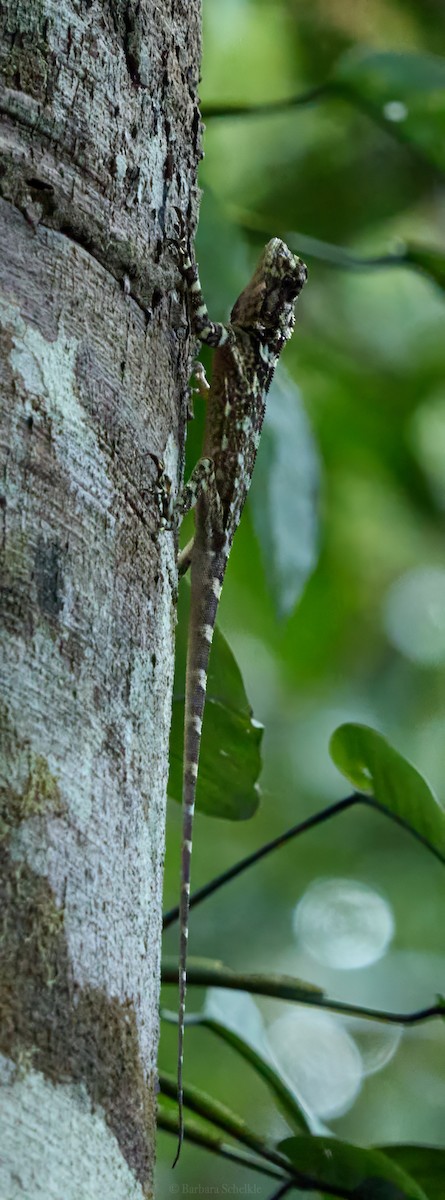 Stelzenläuferleguan - ML644464201