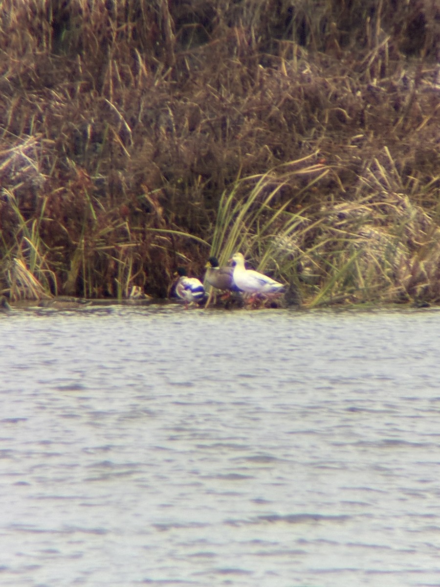 マガモ - ML644464205