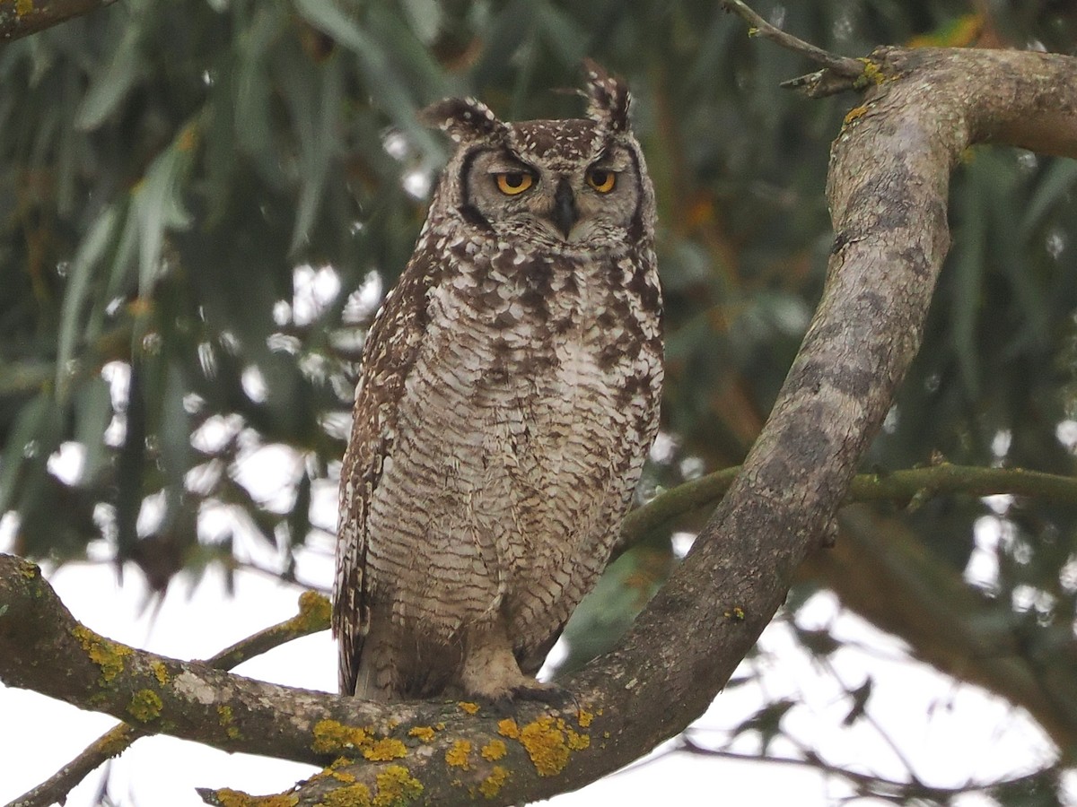 Grand-duc africain - ML644464209