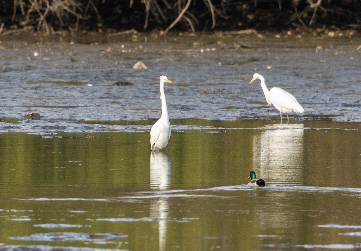 Great Egret - ML644464210