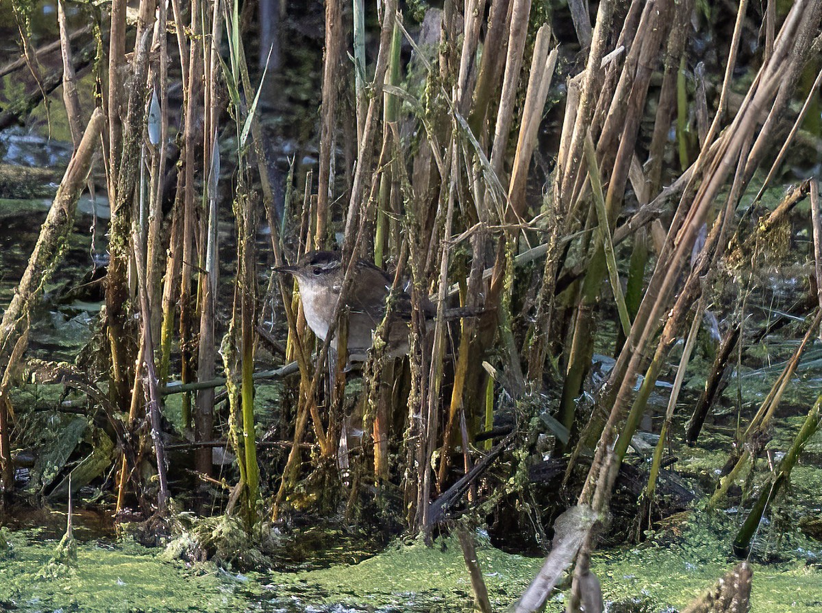 Marsh Wren - ML644464216
