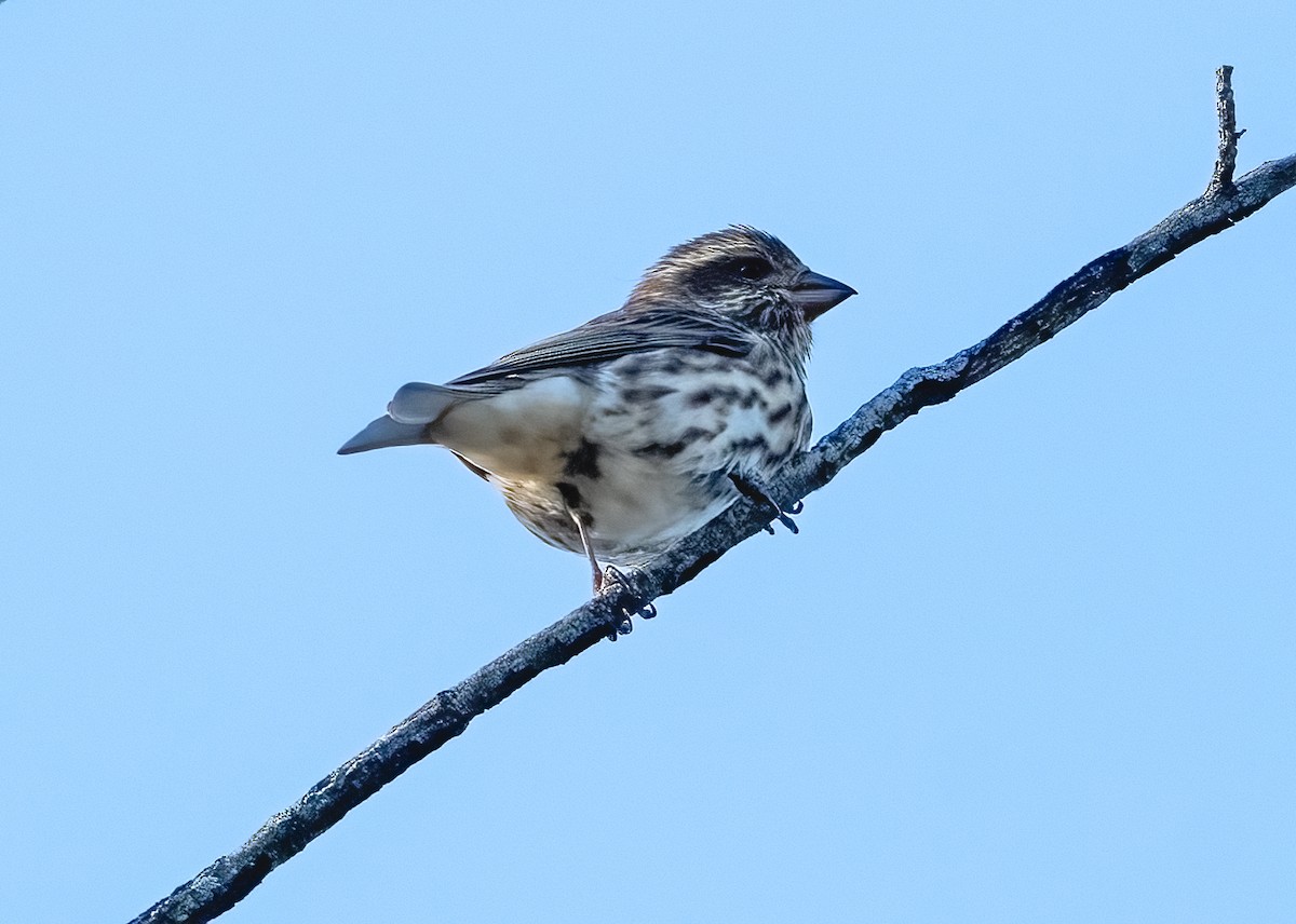 purpurfink - ML644464220