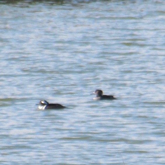 hjelmfiskand - ML644464226