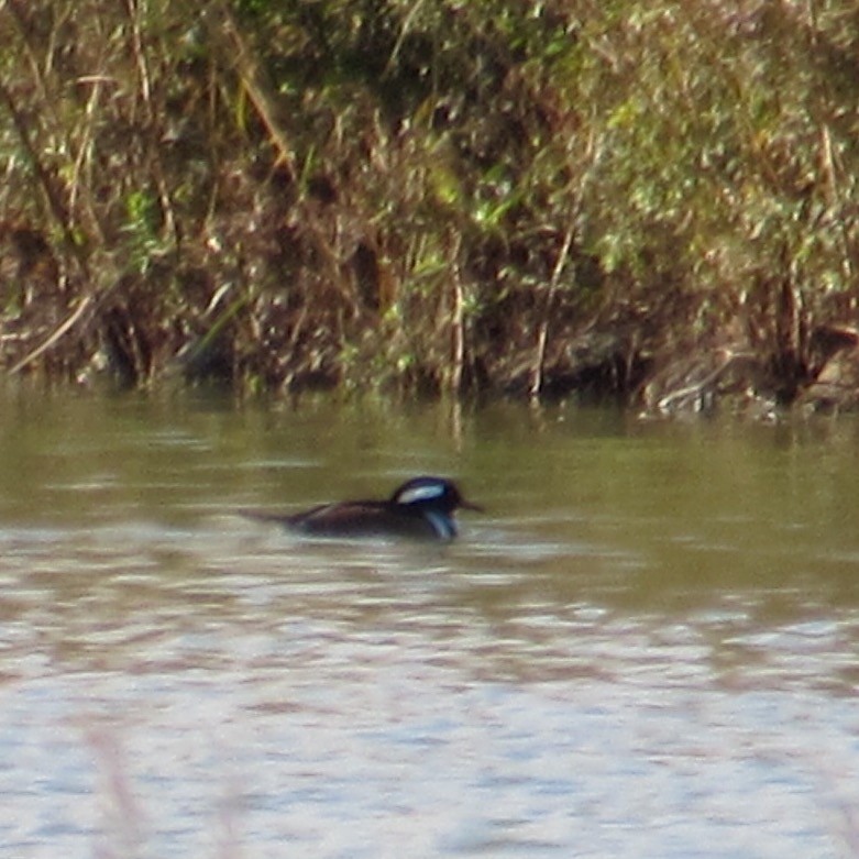 hjelmfiskand - ML644464227