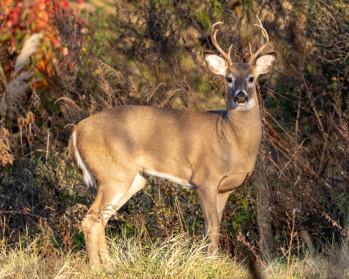 White-tailed Deer - ML644464229