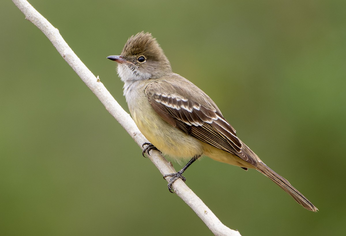 Large Elaenia - ML644464235