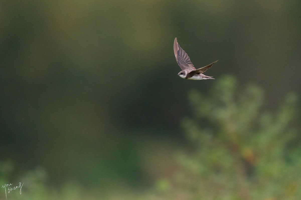 Bank Swallow - ML644464237