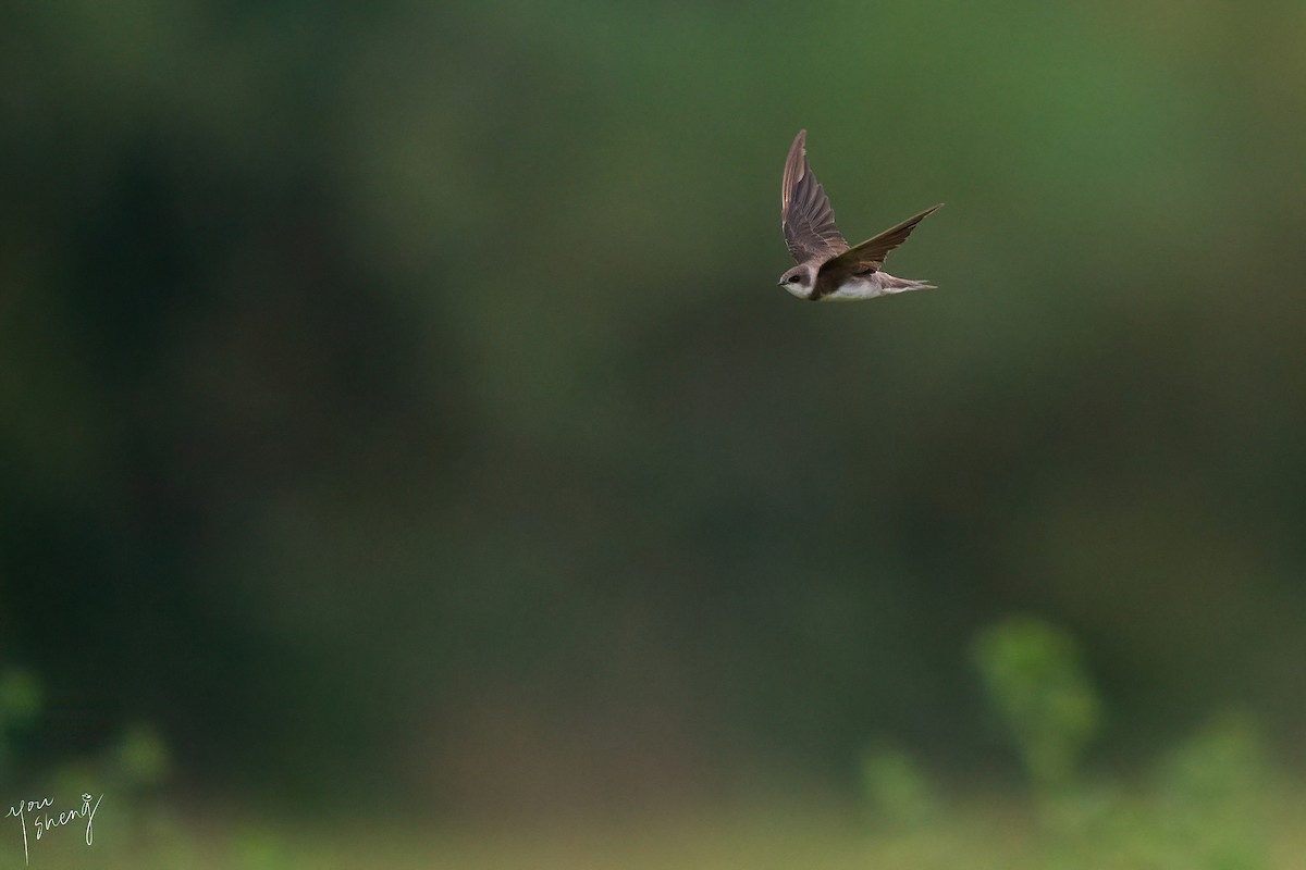 Bank Swallow - ML644464238