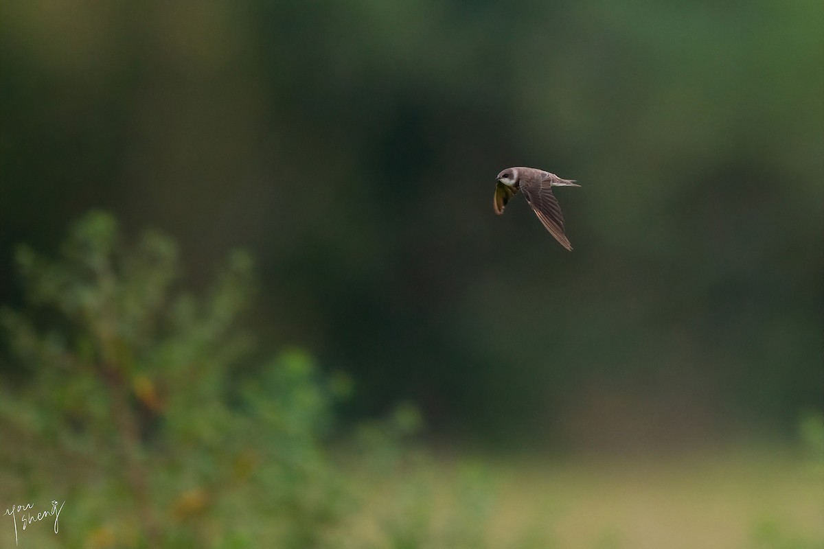 Bank Swallow - ML644464241