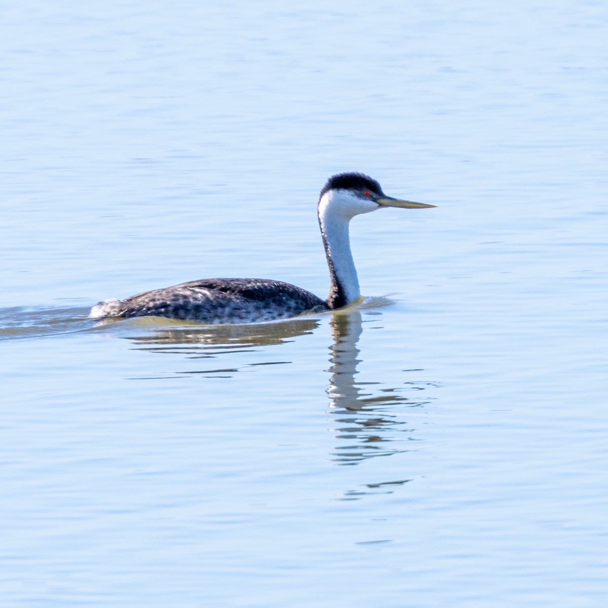 Grèbe élégant - ML644464243