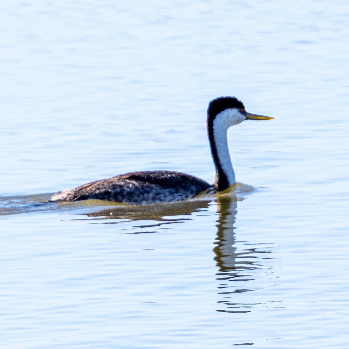 Grèbe élégant - ML644464244