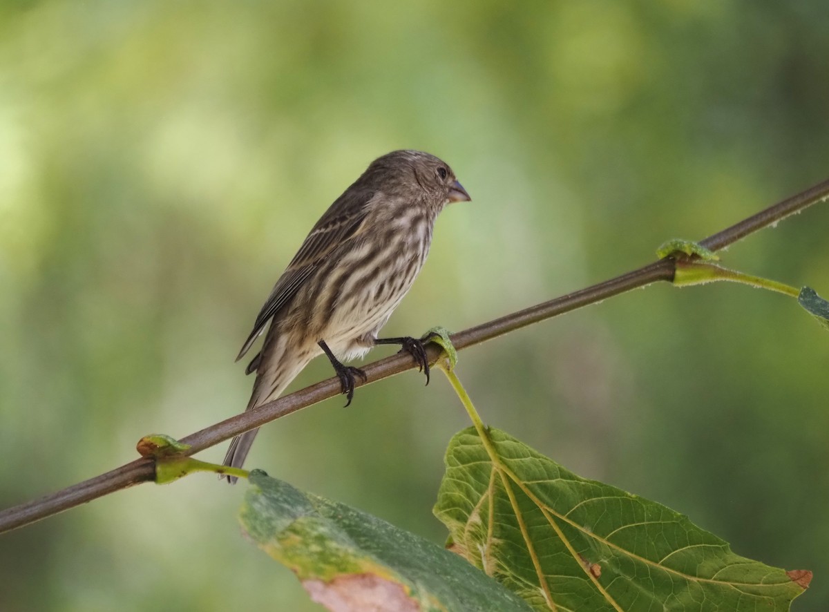 House Finch - ML644464248