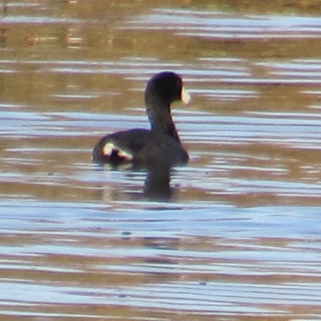 amerikasothøne - ML644464250