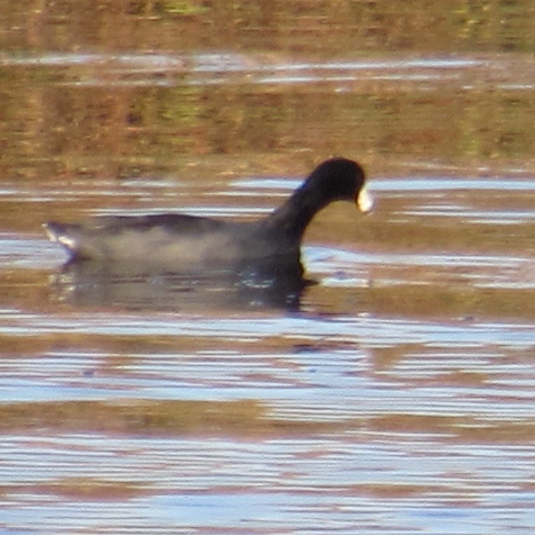 amerikasothøne - ML644464251