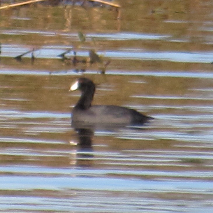 amerikasothøne - ML644464252