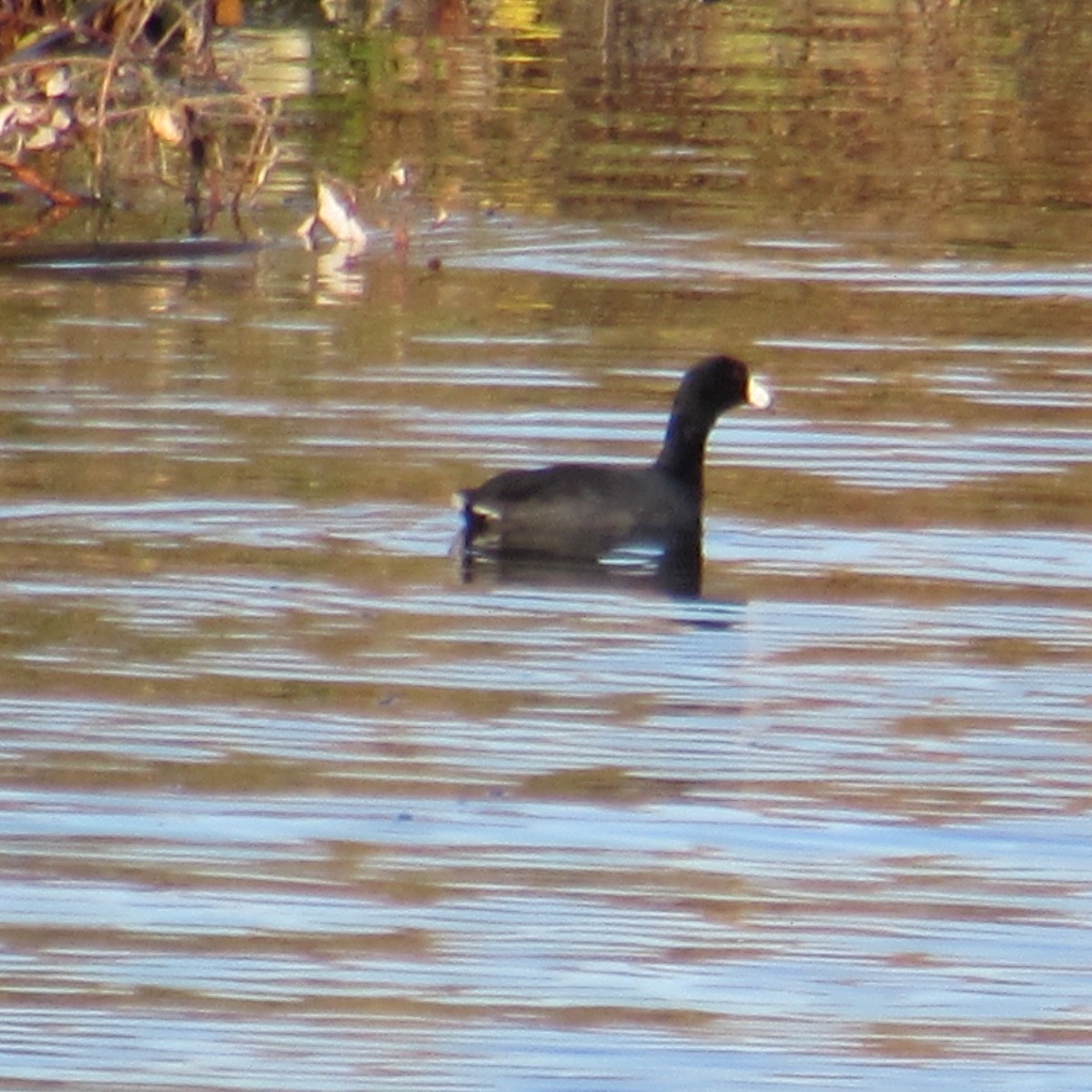 amerikasothøne - ML644464253