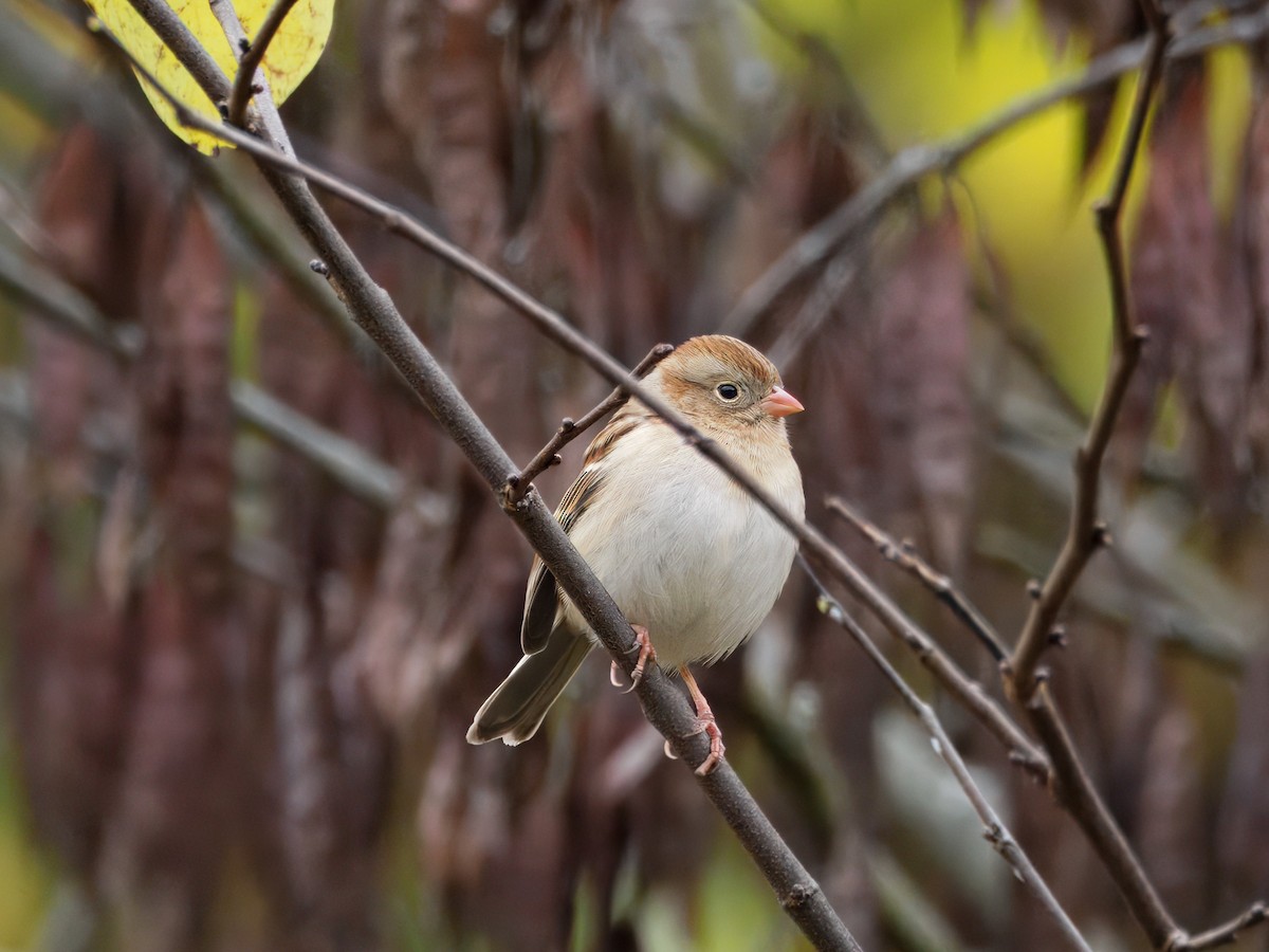 Field Sparrow - ML644464256