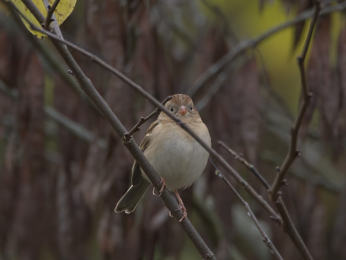 Field Sparrow - ML644464257
