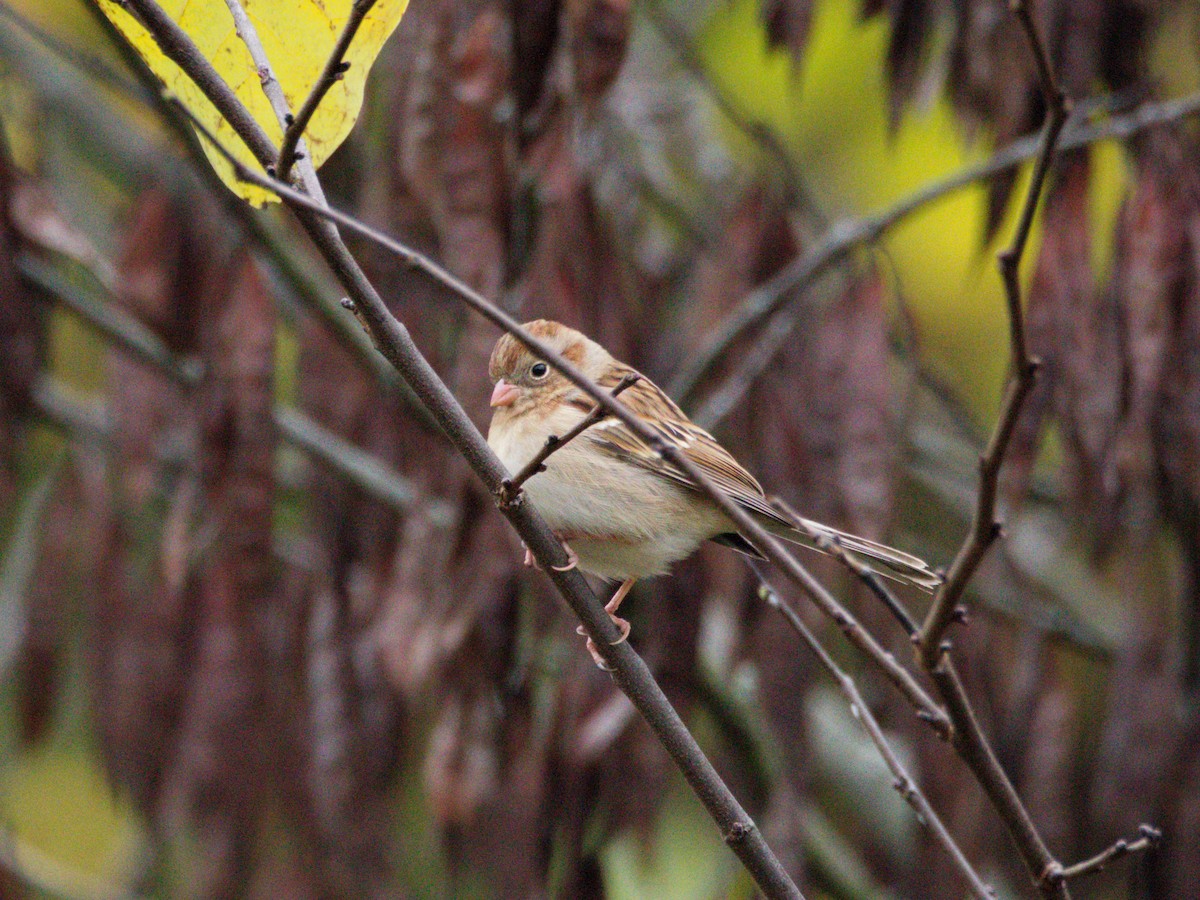 Field Sparrow - ML644464258