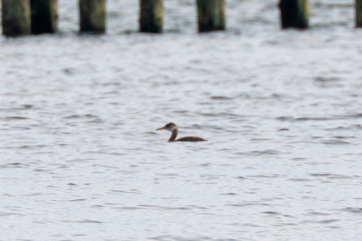 Somormujo Cuellirrojo - ML644464260