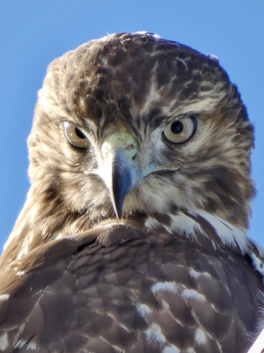 Busardo Colirrojo - ML644464277