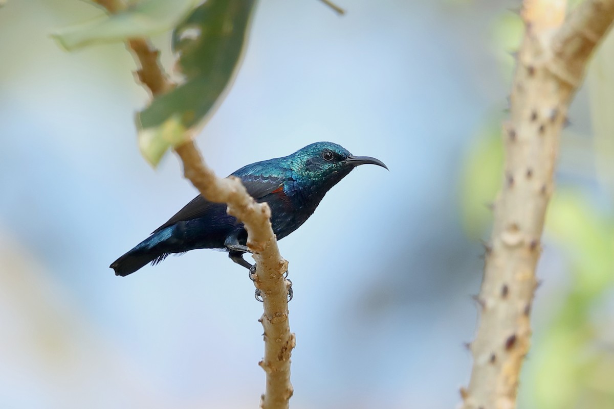 Purple Sunbird - ML644464286