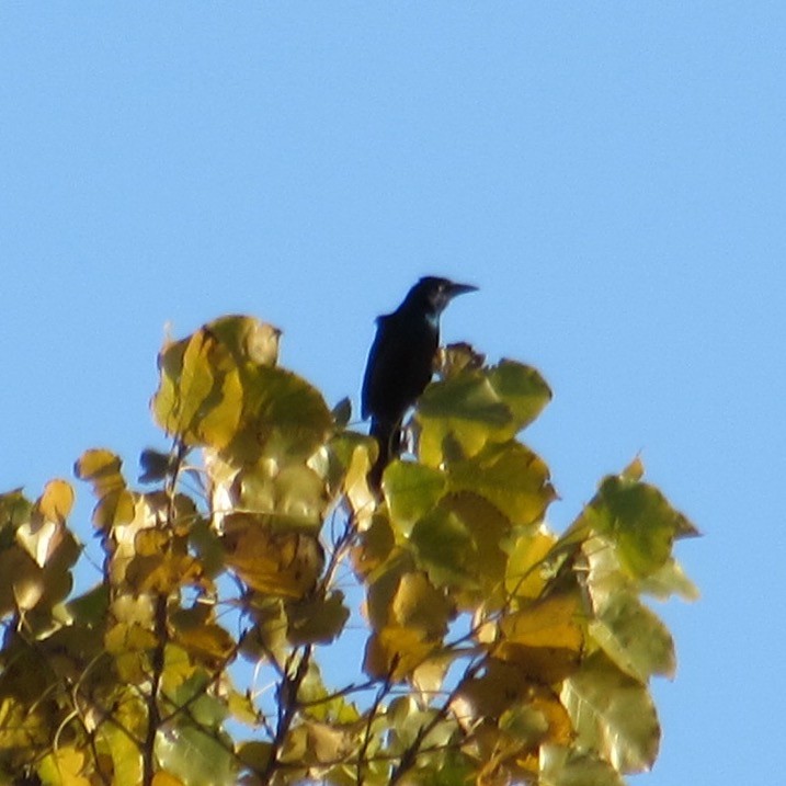 glanstrupial - ML644464288