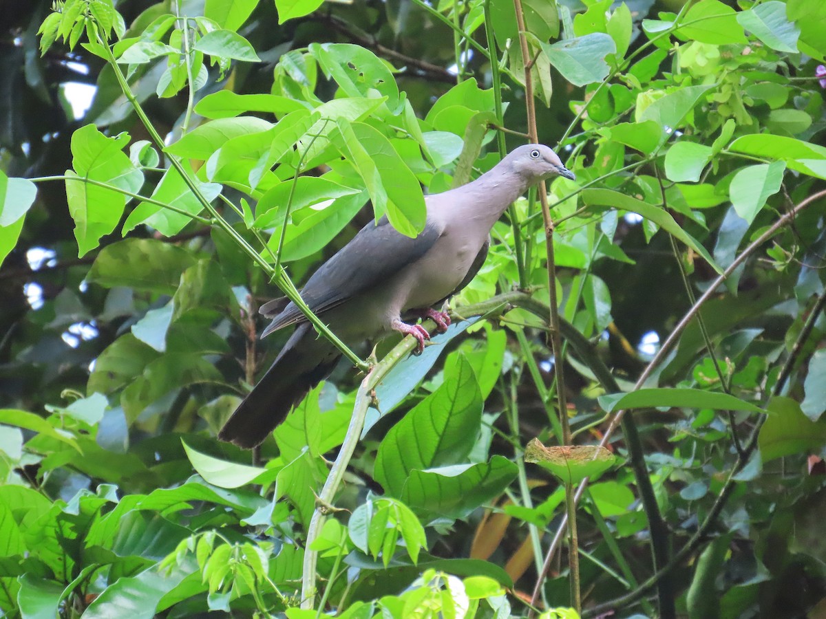 Plumbeous Pigeon - ML644464304