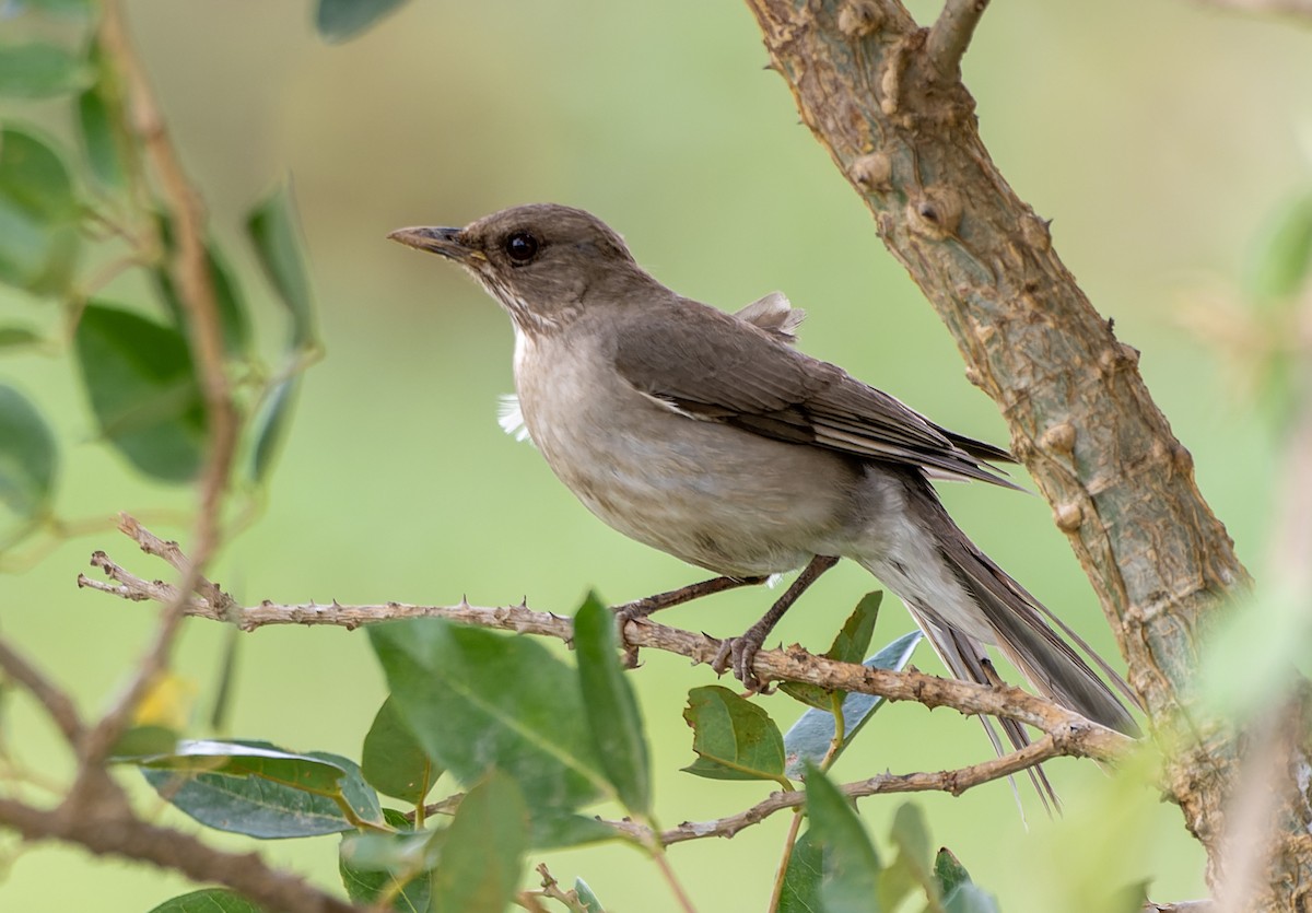 Black-billed Thrush - ML644464314