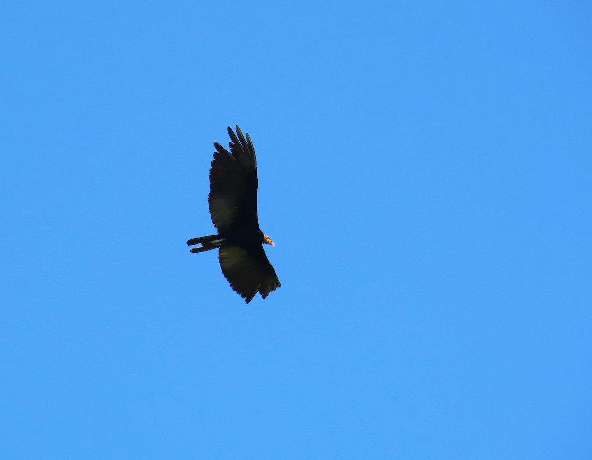 Greater Yellow-headed Vulture - ML644464316