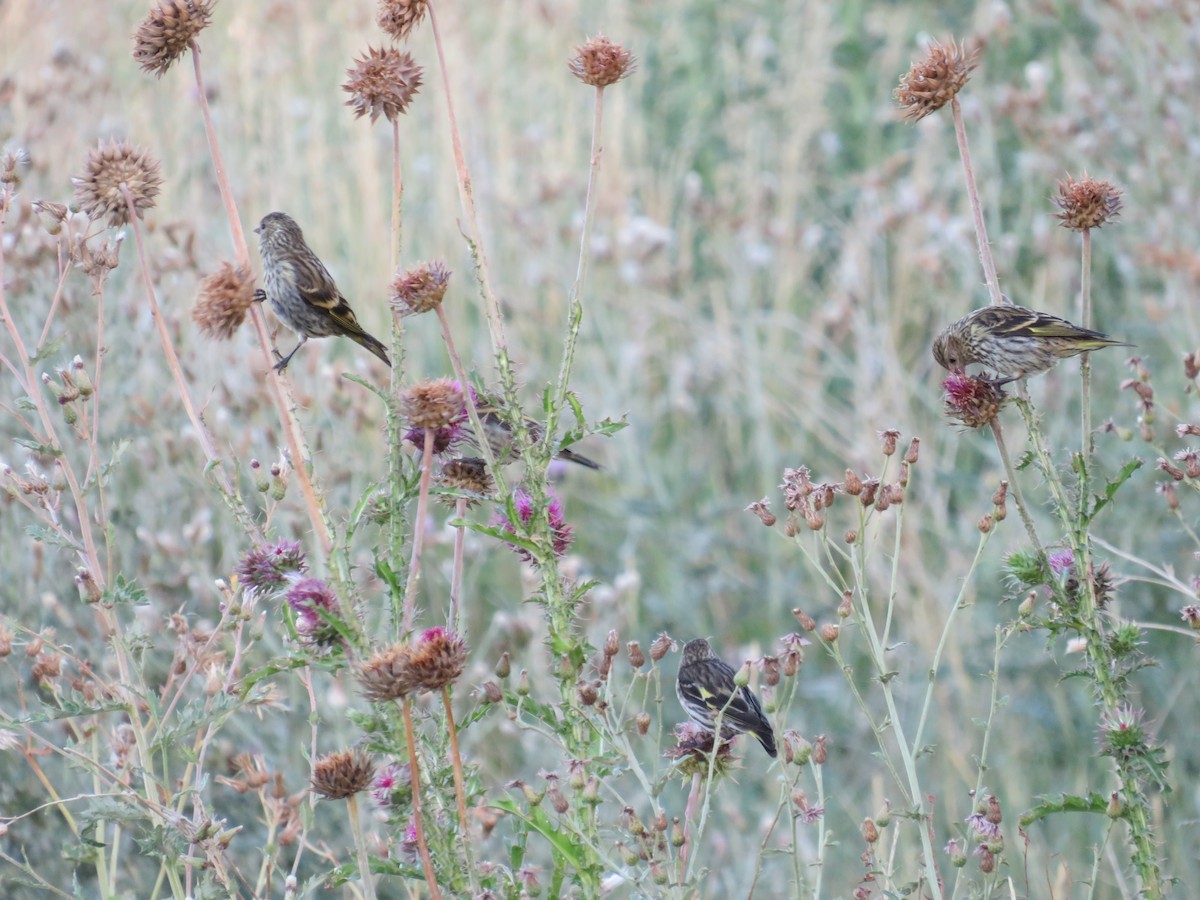 Pine Siskin - ML644464319