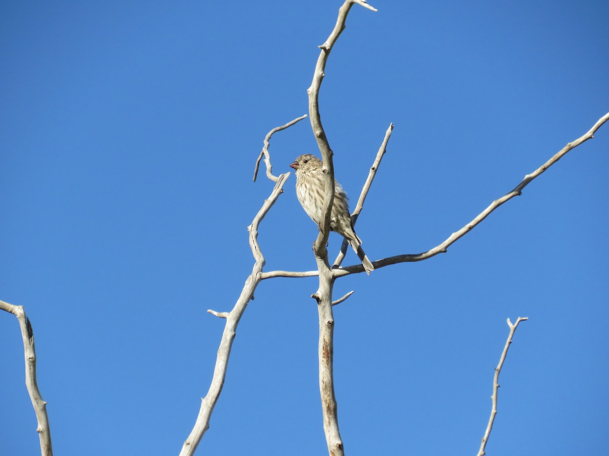 House Finch - ML644464321