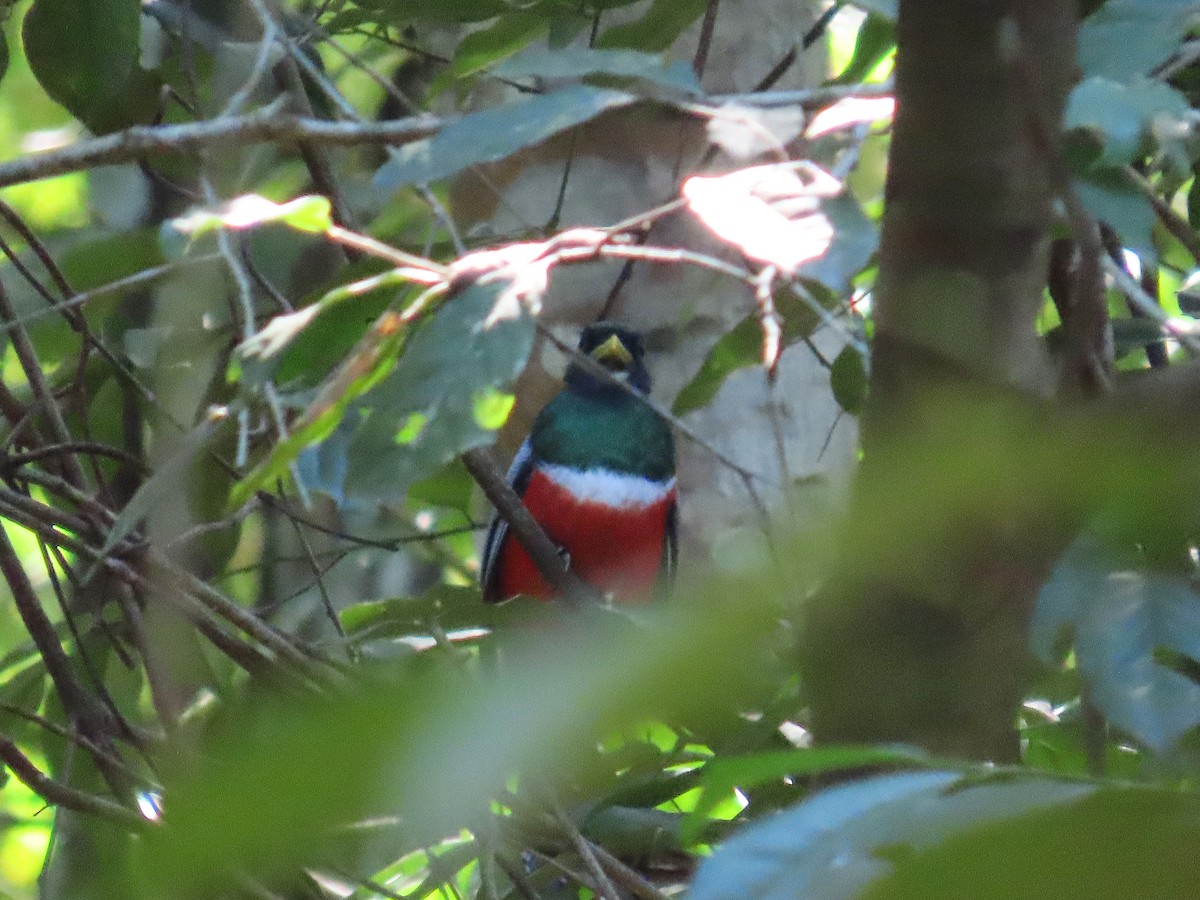 Collared Trogon - ML644464322